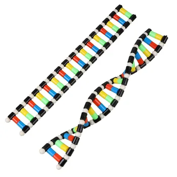 DNA Çift Sarmal Yapı Modeli Montaj Okul Öğretim Yardımcıları Genetik Gen Moleküler Yapı Desenleri Öğretim Aksesuarları
